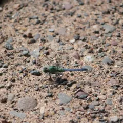 Eastern Pondhawk thumbnail 2