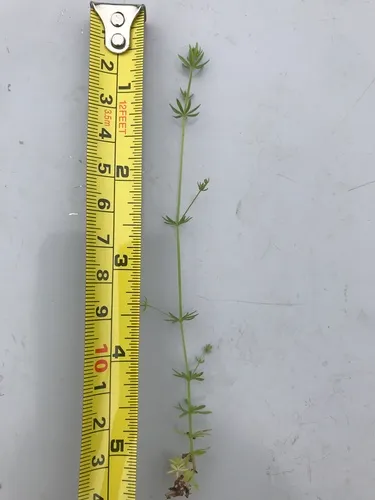 Wall Bedstraw