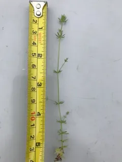 Wall Bedstraw thumbnail 1