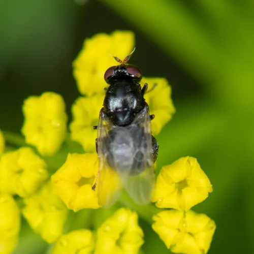Berkshiria albistylum