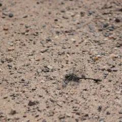 Midland Clubtail thumbnail 4