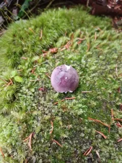 Russula gracilis thumbnail 3