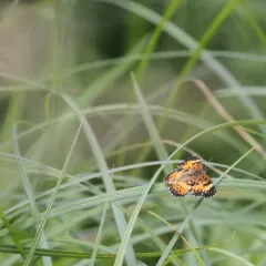 Silvery Checkerspot thumbnail 3