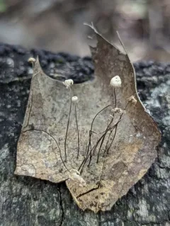 Oak-leaf Pinwheel thumbnail 4