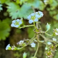 Oregon Sullivantia thumbnail 1