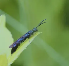 Rose Shoot Sawfly thumbnail 4