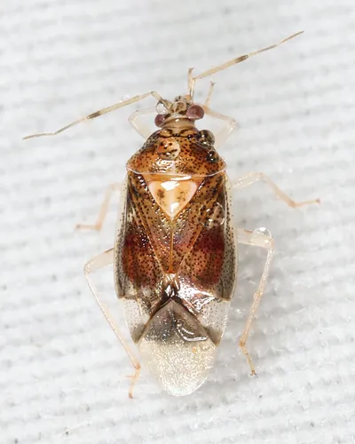 Deraeocoris nitenatus