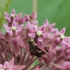Bothersome Deer Fly thumbnail 3