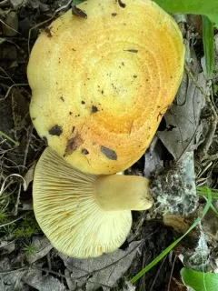 Lactarius croceus thumbnail 3