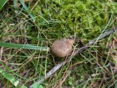 Russula garyensis thumbnail 1