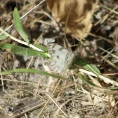 Checkered White thumbnail 3