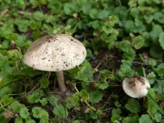 Oudemansiella limonispora thumbnail 4