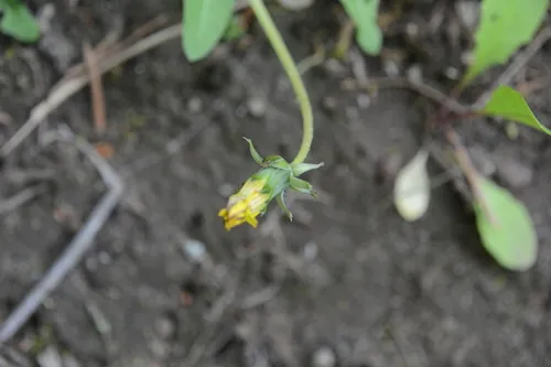Skåne Dandelion