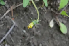 Skåne Dandelion thumbnail 1