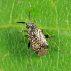 Atractotomus magnicornis thumbnail 2
