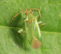 Honey Locust Plant Bug thumbnail 2