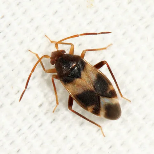Ceratocapsus pilosulus