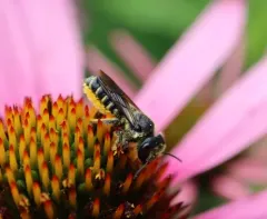 Silver-tailed Petalcutter thumbnail 2