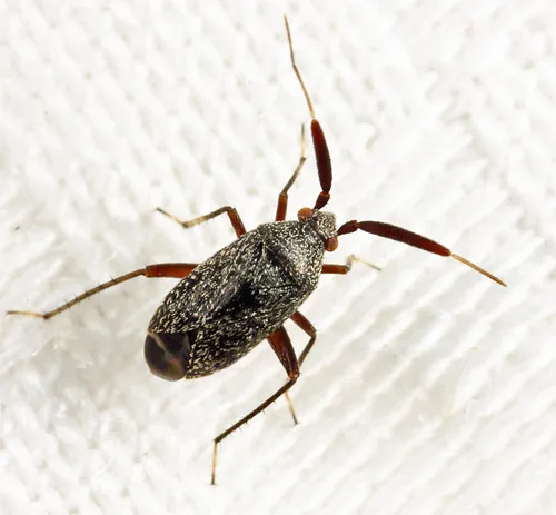 salien plant bug