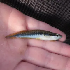 Blackstripe Topminnow thumbnail 4