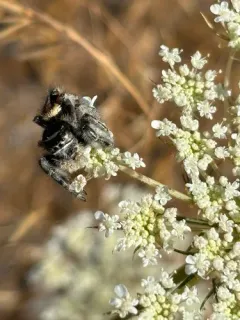Phidippus californicus thumbnail 2