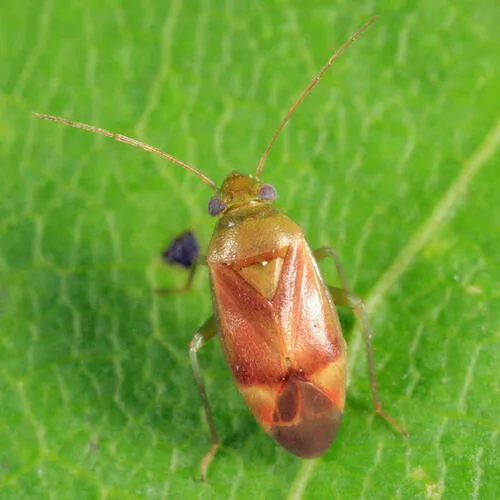 Dichrooscytus elegans