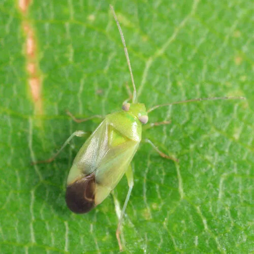 Dichrooscytus repletus