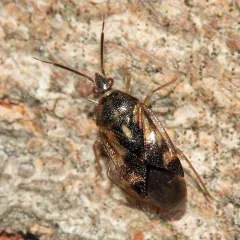 Eurychilopterella luridula thumbnail 1