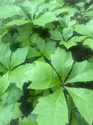 Japanese rodgersia