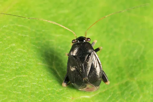 Halticus intermedius