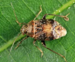 Henrylygus ultranubilus thumbnail 1