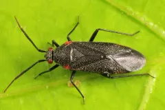 Heterocordylus malinus thumbnail 3