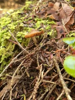 Cortinarius fuscodiscus thumbnail 2