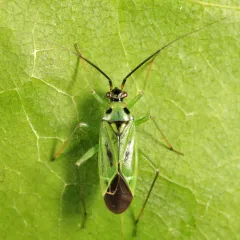 Green Plant Bug thumbnail 3