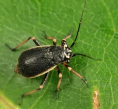 Labops hirtus thumbnail 3