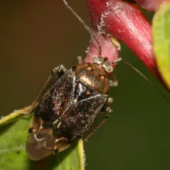Lygus plagiatus thumbnail 2