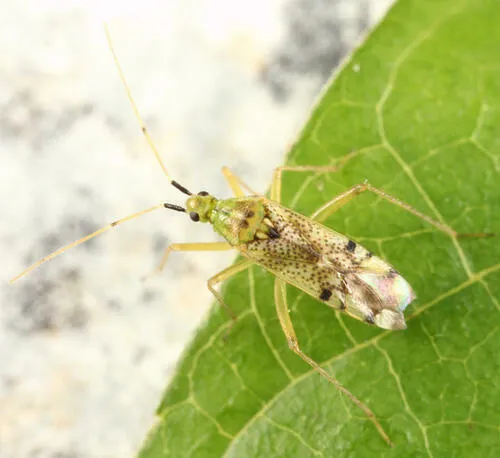 Macrolophus separatus