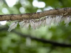 woolly maple aphid thumbnail 3