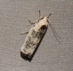 Pale Gray Bird-dropping Moth thumbnail 3
