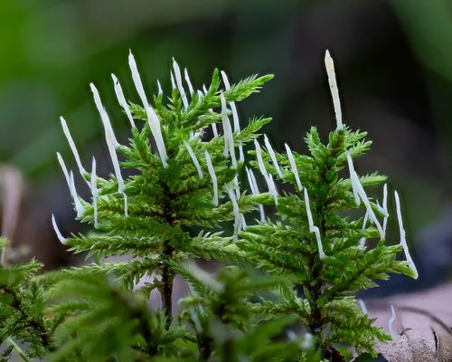 moss rust