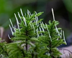 moss rust thumbnail 1