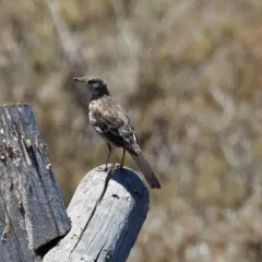 Sage Thrasher thumbnail 2