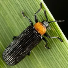 Chalepus walshii thumbnail 3