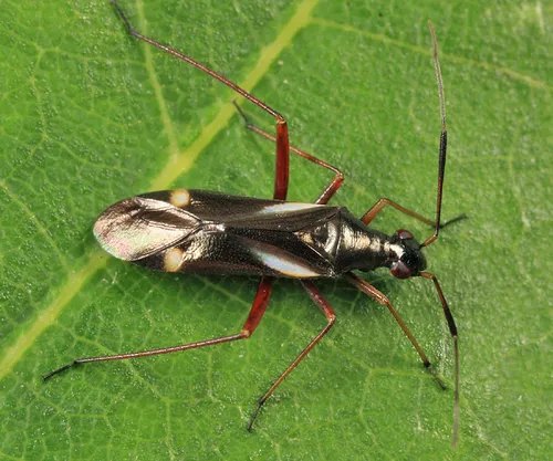 Orectoderus obliquus