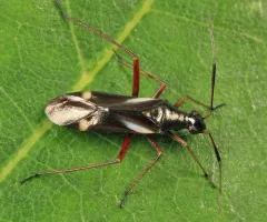 Orectoderus obliquus thumbnail 1