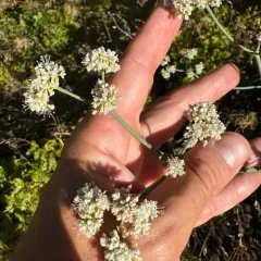 tall woolly wild buckwheat thumbnail 2