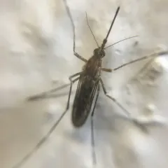 Inland Floodwater Mosquito thumbnail 2