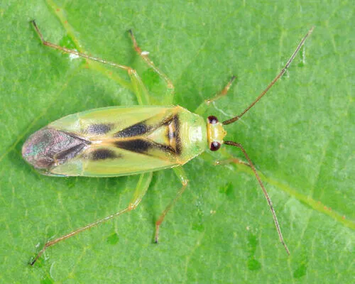 Orthotylus modestus