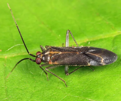 Orthotylus necopinus