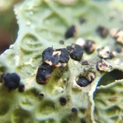 Plectocarpon lichenum thumbnail 4
